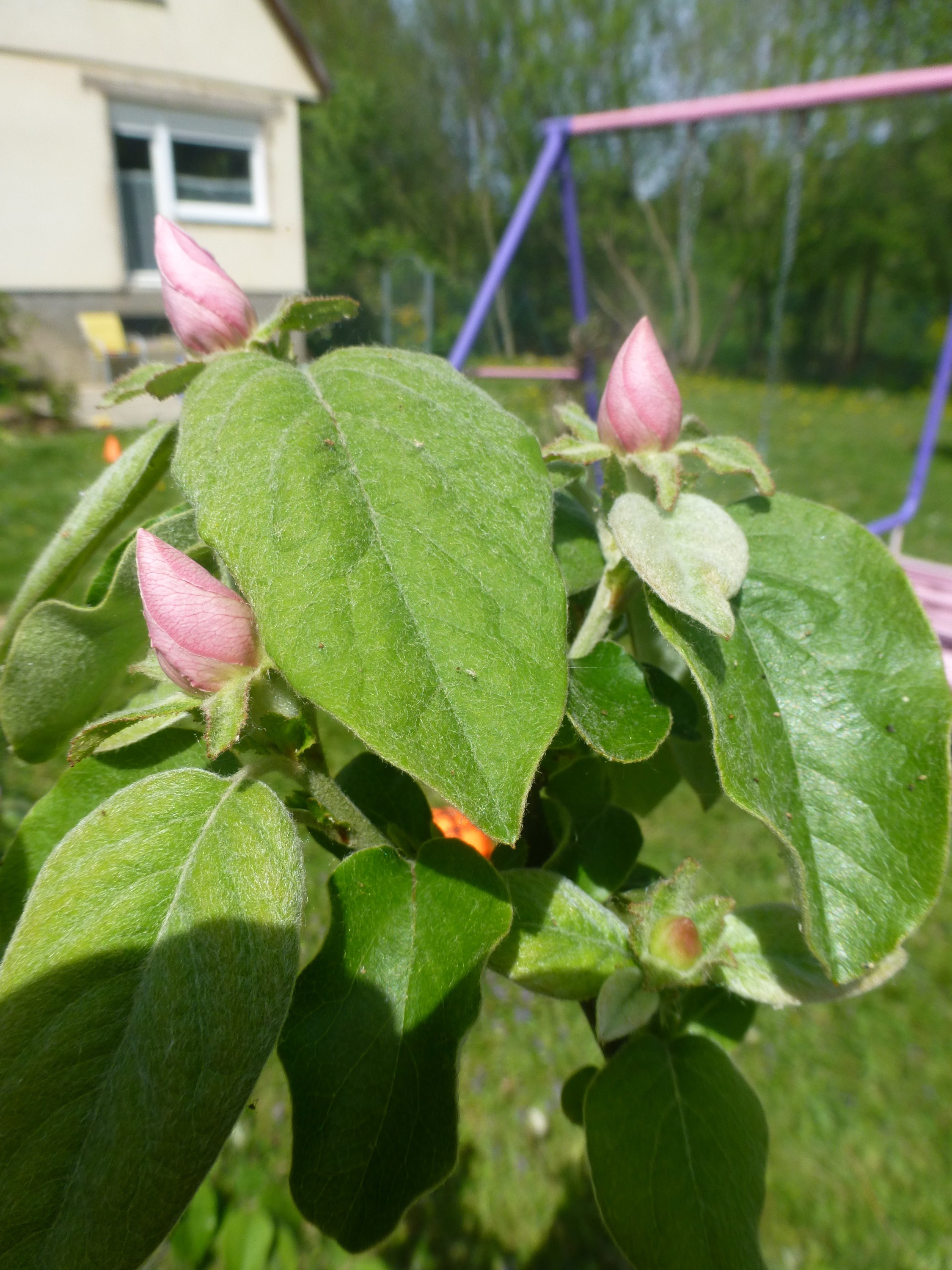 Das Blatt des rätselhaften Baumes